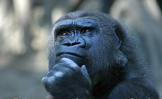 Pensiero - Pensatore - scimmia